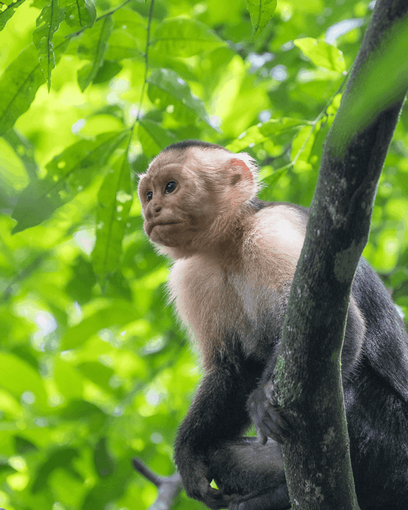 Monkey Manuel Antonio
