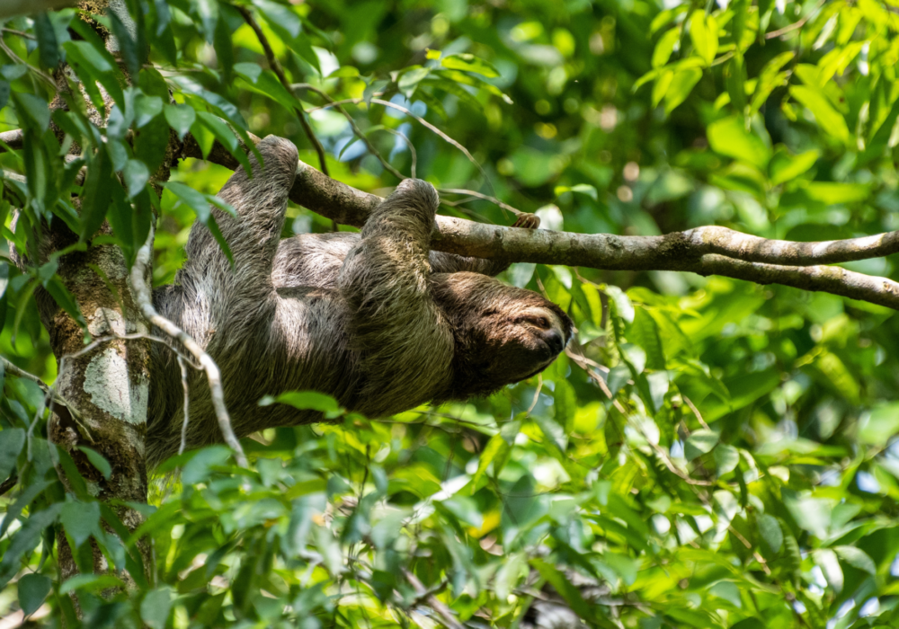 2.Manuel Antonio National Park