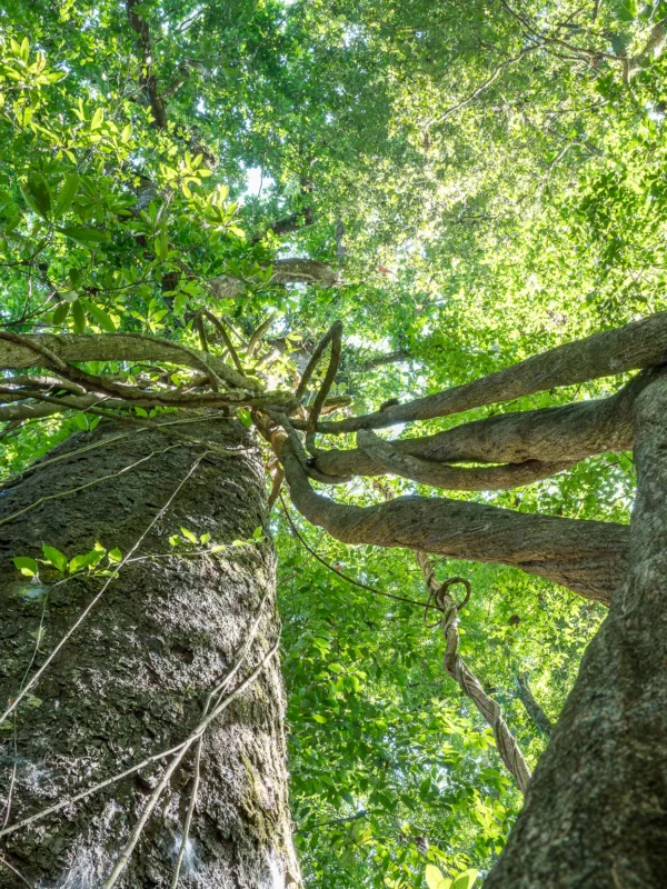 3.Carara National Park