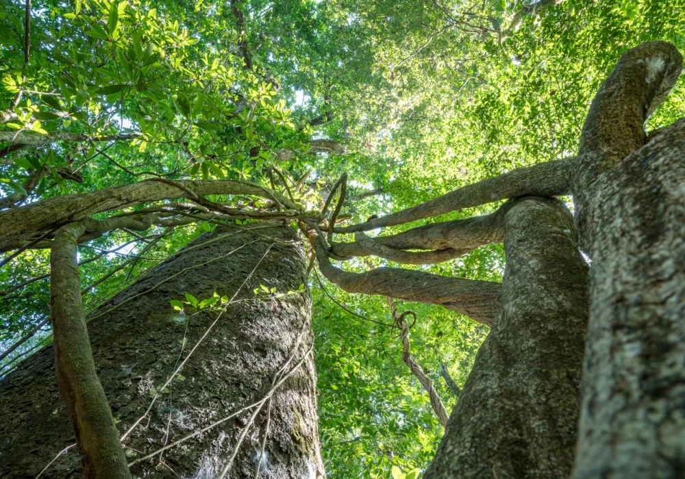 3.Carara National Park