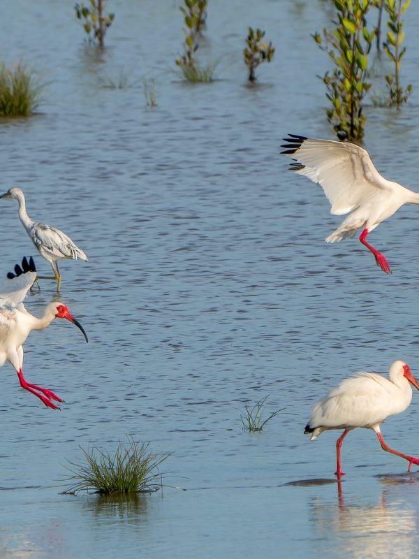 Three,White,Ibis,(eudocimus,Albus),Landing,In,Tropical,Mudflats,In