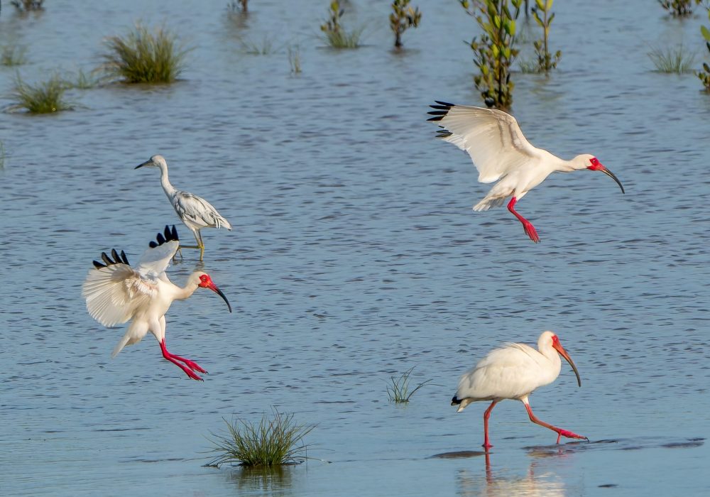 Three,White,Ibis,(eudocimus,Albus),Landing,In,Tropical,Mudflats,In