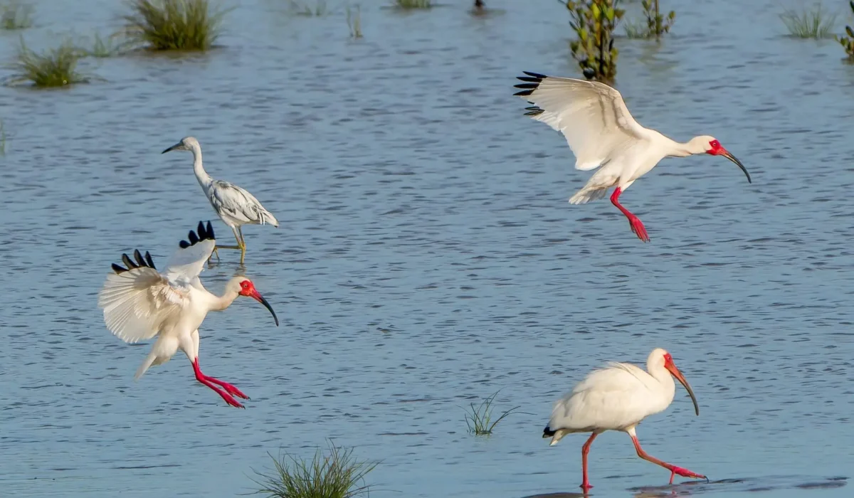 Three,White,Ibis,(eudocimus,Albus),Landing,In,Tropical,Mudflats,In