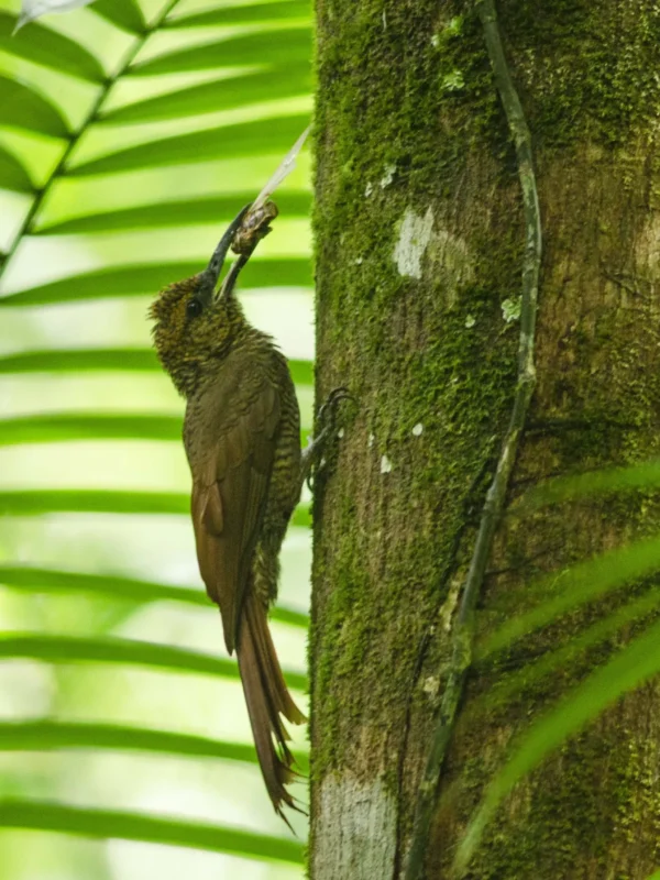 5.Carara National Park