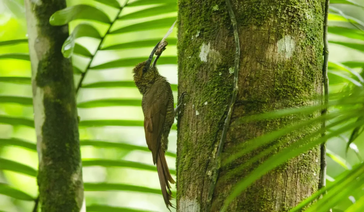 5.Carara National Park