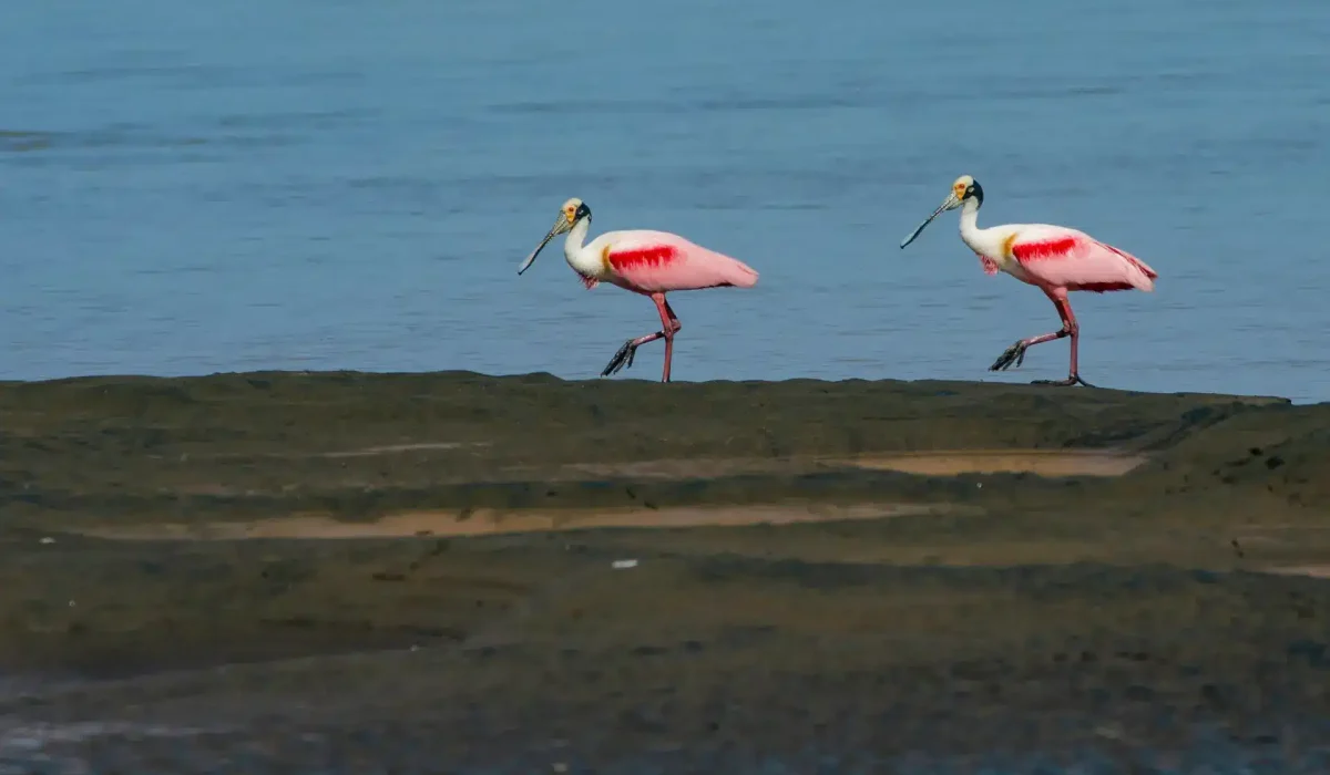Pink Birds